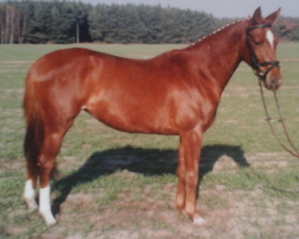 Zuchtstute Uferblume (Russisch Trakehner, 2003, von Lamarc)