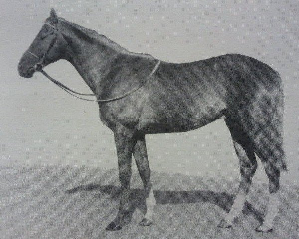 stallion Star of Gujrath xx (Thoroughbred, 1945, from Nearco xx)