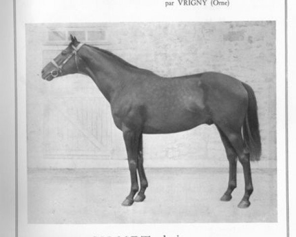 stallion Silnet xx (Thoroughbred, 1949, from Fastnet xx)
