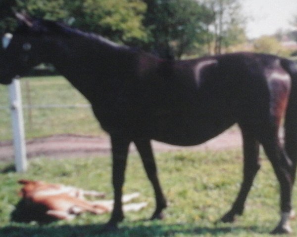 broodmare Neufeder (Sachse, 1986, from Neptun)