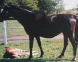 Zuchtstute Neufeder (Sachse, 1986, von Neptun 1349)