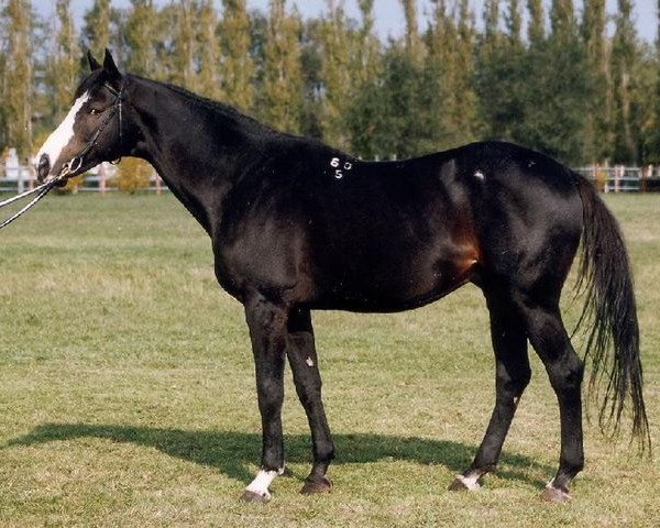 stallion Novator (Russian Trakehner, 1985, from Eron xx)