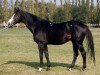 stallion Novator (Russian Trakehner, 1985, from Eron xx)