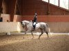 dressage horse Di Fabio PK (Rhinelander, 2013, from Don Frederico)