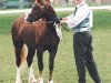stallion Parvadean Flashlight (Welsh-Cob (Sek. C), 1990, from Synod Replay)