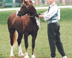 stallion Parvadean Flashlight (Welsh-Cob (Sek. C), 1990, from Synod Replay)