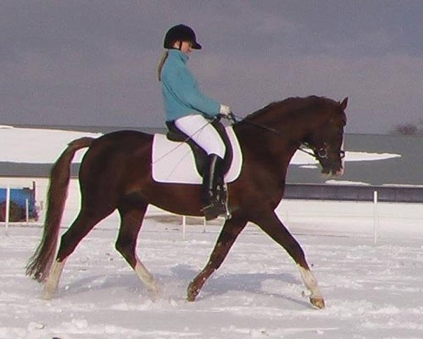 stallion Bolero (Danish Reitpony, 1987, from Cansas)