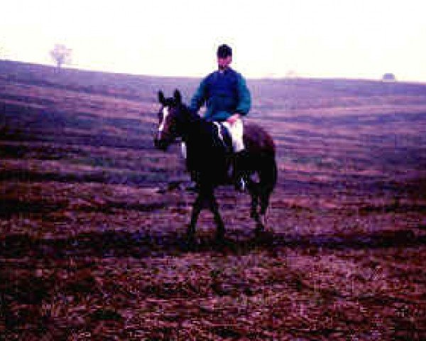 broodmare Majbritt af Barkaergaard (Danish Reitpony, 1981, from Polarquist)