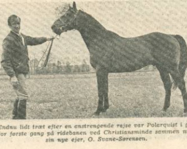 Deckhengst Polarquist (Schwedisches Warmblut, 1962, von Polarstern)