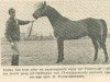 stallion Polarquist (Swedish Warmblood, 1962, from Polarstern)