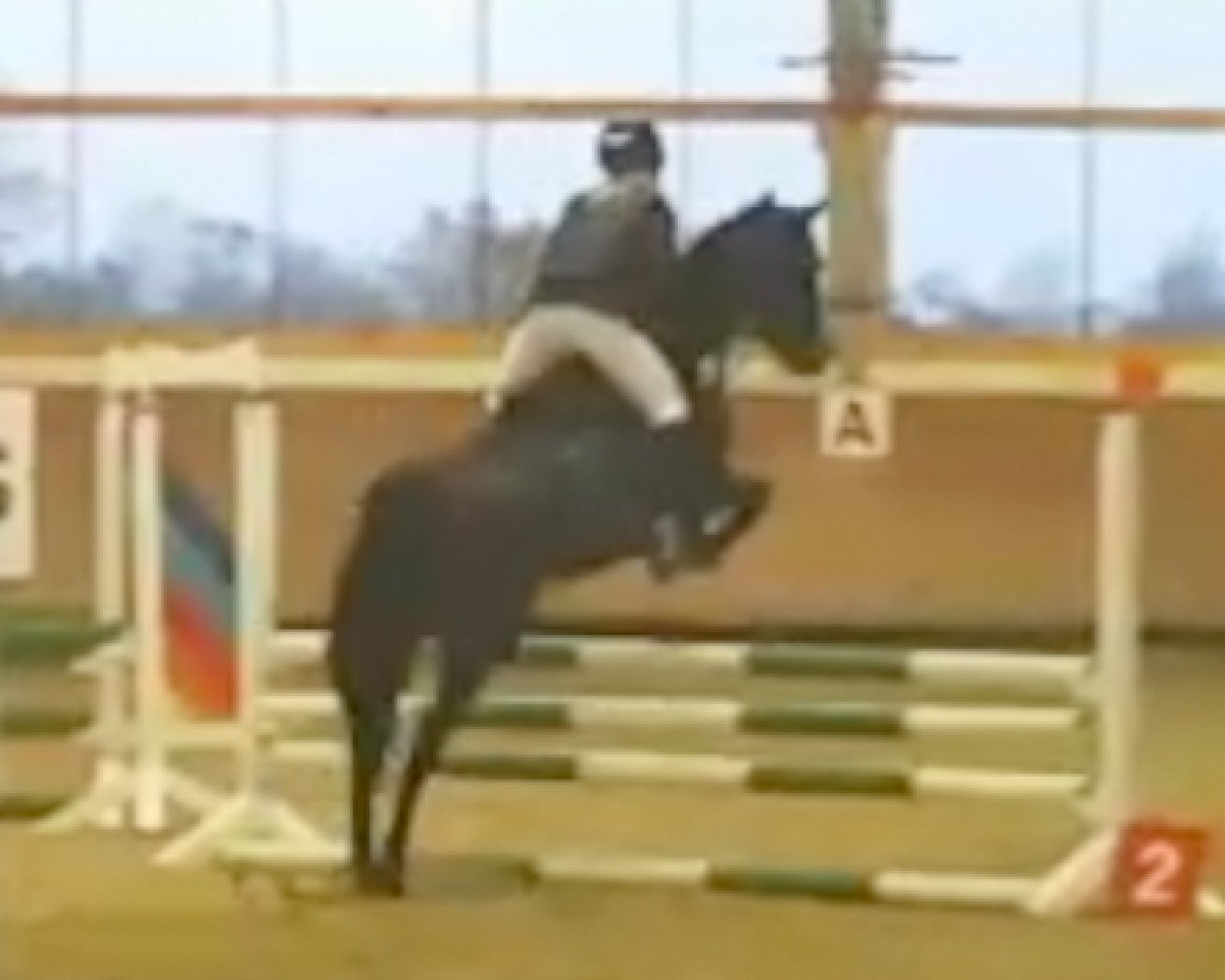 jumper Comtess (German Riding Pony, 2002, from Fs Chiwago)