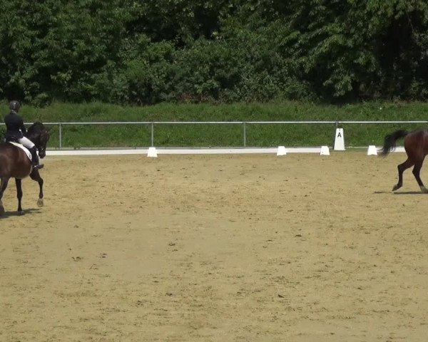 Reitturnier Ladenburg 2018