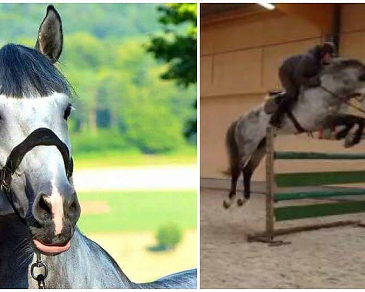 dressage horse Crack 35 (KWPN (Royal Dutch Sporthorse), 2007, from Massimo)