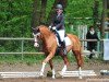 Dressurpferd Aurelio 16 (Hessisches Warmblut, 2004, von Almaz)