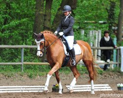 dressage horse Aurelio 16 (Hessian Warmblood, 2004, from Almaz)