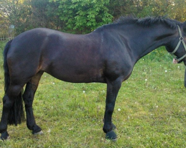 Zuchtstute Bjørnstrups Mona Lisa (Welsh-Cob (Sek. D), 2003, von Menai Sparkling Imperial)