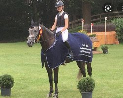 jumper Amazing 46 (German Riding Pony, 2015, from Aldan)