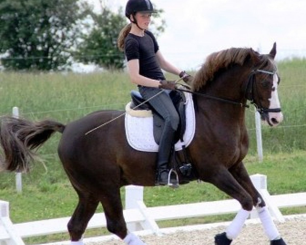 Deckhengst Marchi (Dänisches Reitpony, 1994, von Bolero)