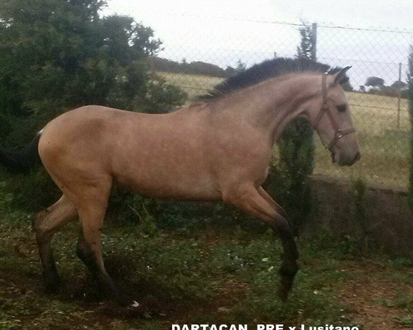 Pferd DARTACAN (Pura Raza Espanola (PRE), 2014)