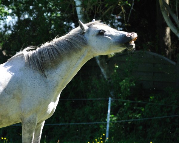 Zuchtstute Ramona's Farina (Welsh Mountain Pony (Sek.A), 1998, von Tilias Blue Banner)