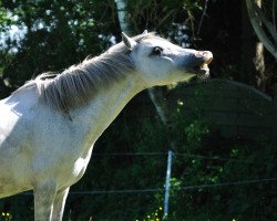 broodmare Ramona's Farina (Welsh mountain pony (SEK.A), 1998, from Tilias Blue Banner)