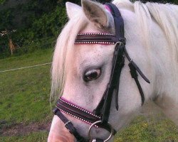 horse Schloß Altenhausen Tiffi (Welsh mountain pony (SEK.A), 1998)