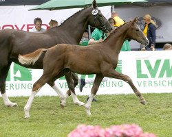 dressage horse Bel Espoir (Hanoverian, 2017, from Callaho's Benicio)