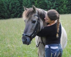 dressage horse Carlson 91 (Duelmener, 2003)