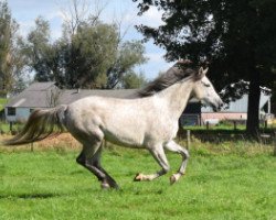 broodmare Cascatello (Rhinelander, 2009, from Casco Boy)