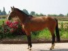 broodmare Ahreste (KWPN (Royal Dutch Sporthorse), 2005, from Ultimo)