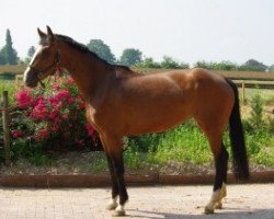 broodmare Ahreste (KWPN (Royal Dutch Sporthorse), 2005, from Ultimo)