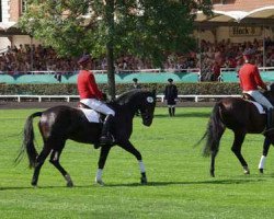 dressage horse Demoskop (Hanoverian, 2000, from Don Primero)