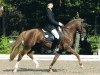 stallion Dancer 94 (German Riding Pony, 1994, from Dressman)