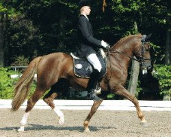 stallion Dancer 94 (German Riding Pony, 1994, from Dressman)