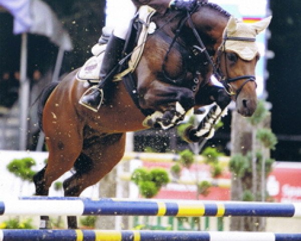 stallion Chardonnay (German Riding Pony, 2002, from Creston Dundee)