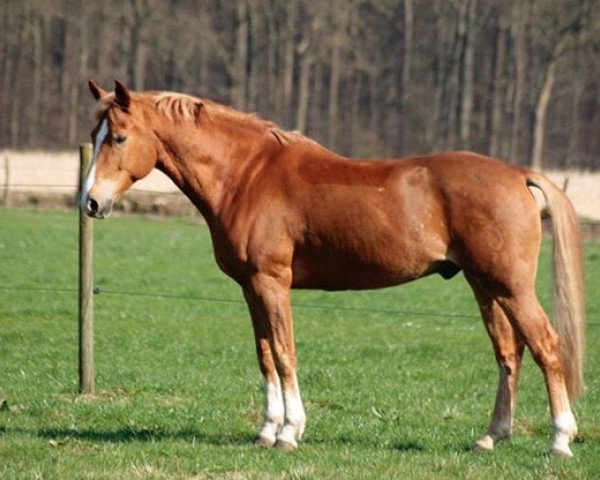 Springpferd Buy and Hold (Deutsches Reitpony, 2007, von Hilkens Black Delight)