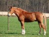 jumper Buy and Hold (German Riding Pony, 2007, from Hilkens Black Delight)