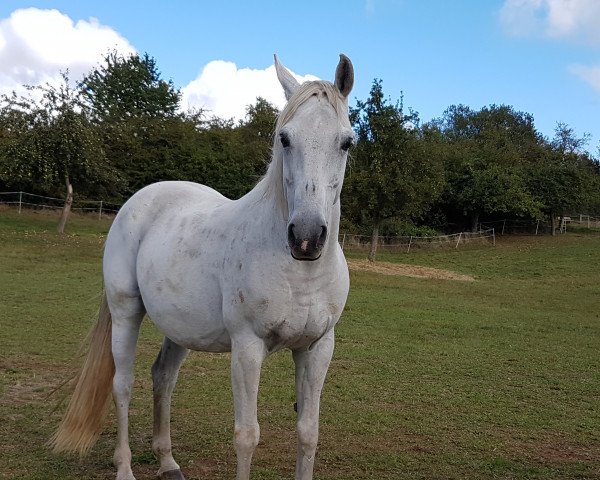 broodmare Finezja (Polish Warmblood, 2001, from Novum)