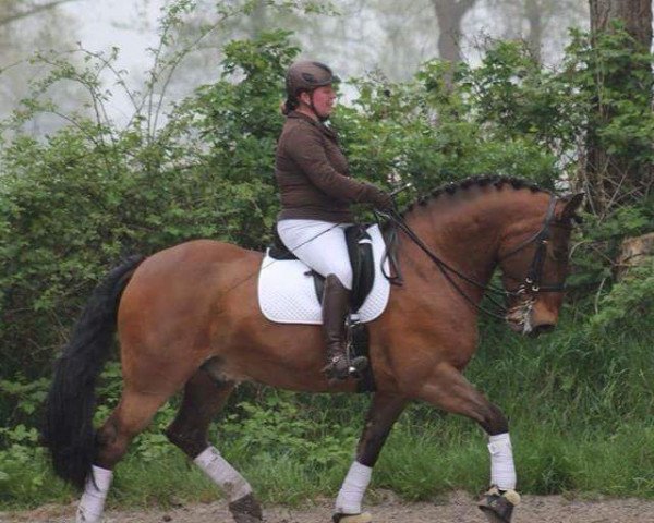 dressage horse Lando 319 (unknown, 2006)