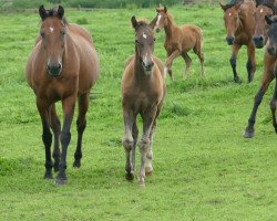 broodmare Luna Luna (Holsteiner, 1996, from Corofino I)