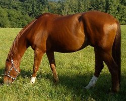 dressage horse Rascally Fox (Hanoverian, 2010, from Rascalino)