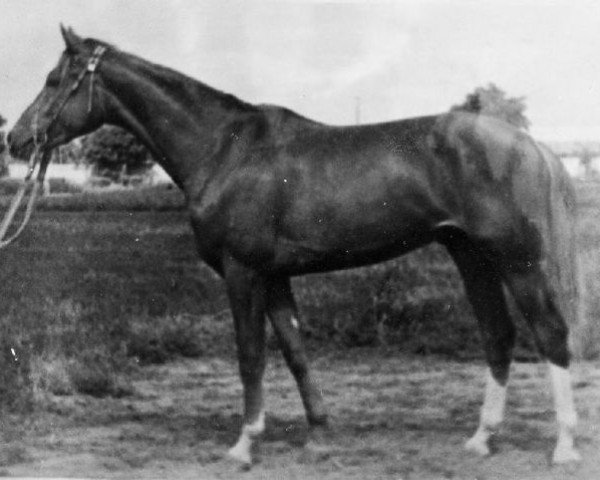 stallion Hrip (Russian Trakehner, 1956, from Chrysolit)