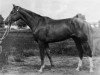 stallion Hrip (Russian Trakehner, 1956, from Chrysolit)