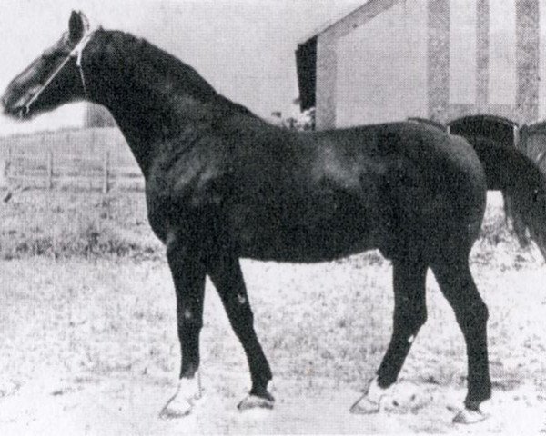 stallion Faust (Hanoverian, 1961, from Feierabend)