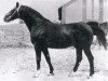 stallion Faust (Hanoverian, 1961, from Feierabend)