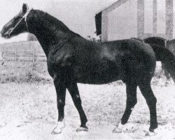 stallion Faust (Hanoverian, 1961, from Feierabend 797)