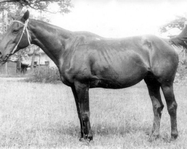 broodmare Hrupkaja (Ukrainisches riding horse, 1976, from Fligel xx)