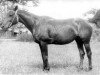 broodmare Hrupkaja (Ukrainisches riding horse, 1976, from Fligel xx)