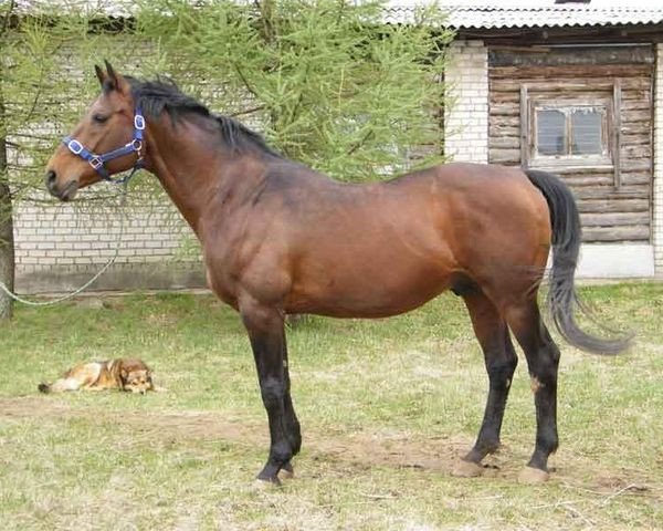 Deckhengst Poroh (Russisch Trakehner, 1993, von Piket)