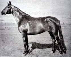 broodmare Persona (Great Poland (wielkopolska), 1959, from Akcjonariusz)